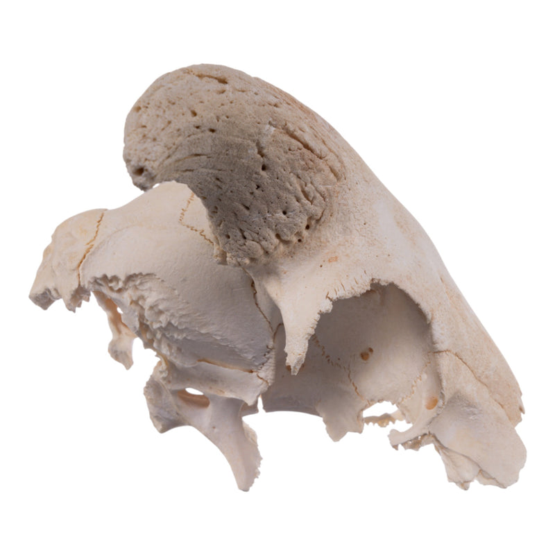 Real Partial Domestic Goat Skull