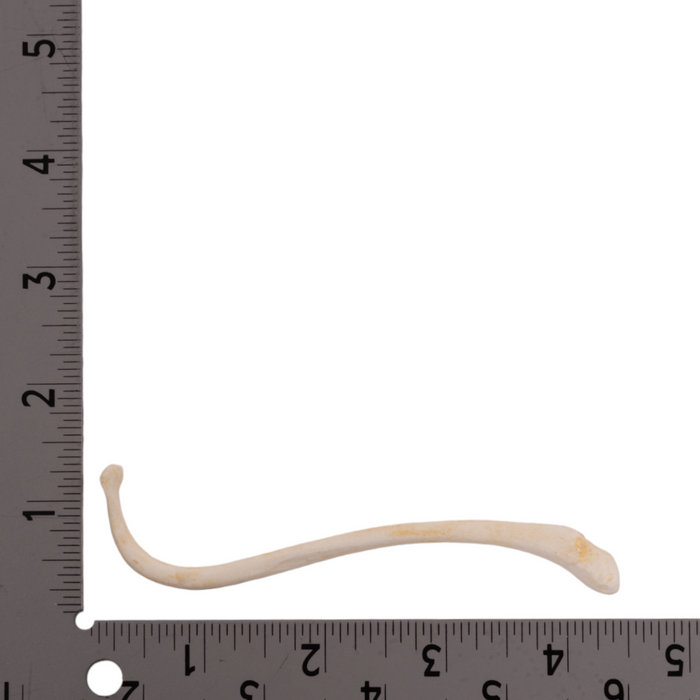 Replica Raccoon Baculum