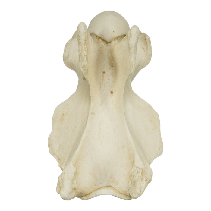Replica Giraffe Vertebrae