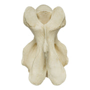 Replica Giraffe Vertebrae