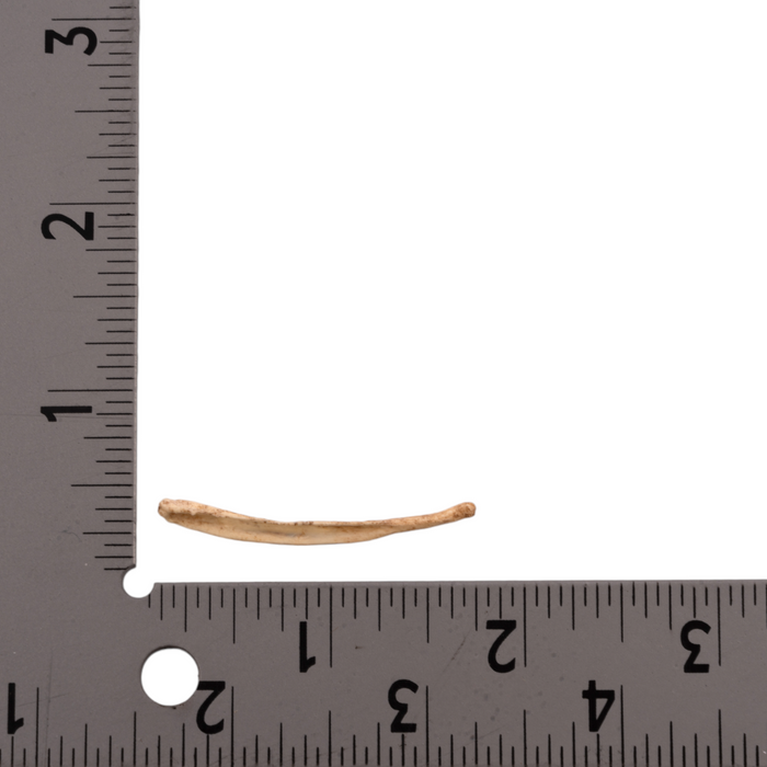 Replica Raccoon Dog Baculum For Sale — Skulls Unlimited International, Inc.