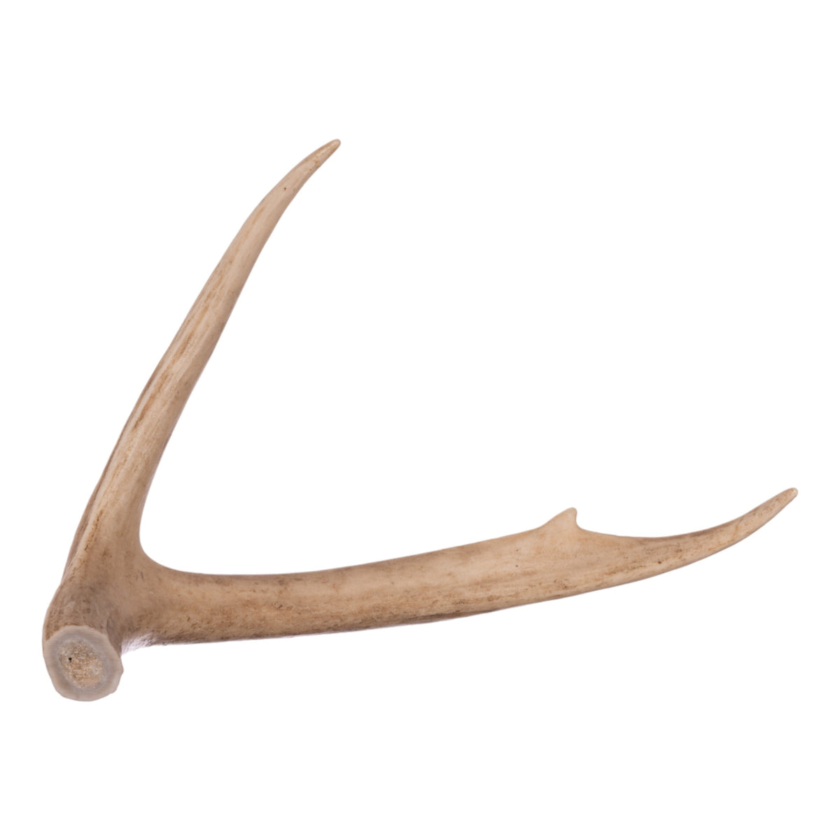 Real Whitetailed Deer Antler For Sale — Skulls Unlimited International