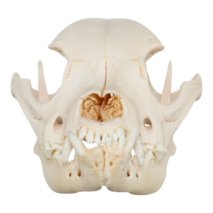Real Domestic Dog Skull - Brachycephalic