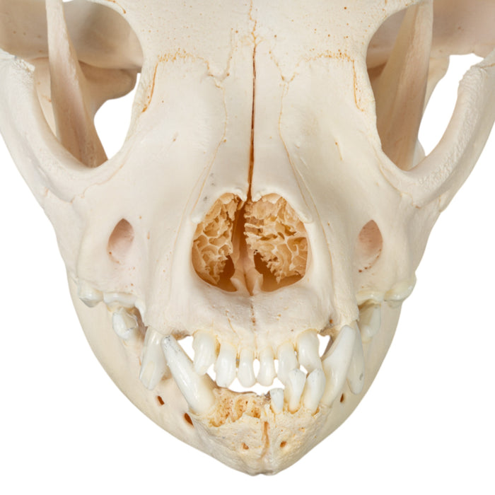 Real Domestic Dog Skull - Brachycephalic