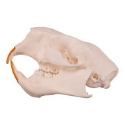 Real American Porcupine Skull - Juvenile