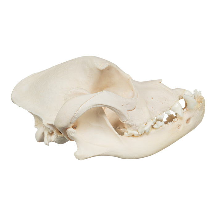 Real Domestic Dog Skull - Brachycephalic