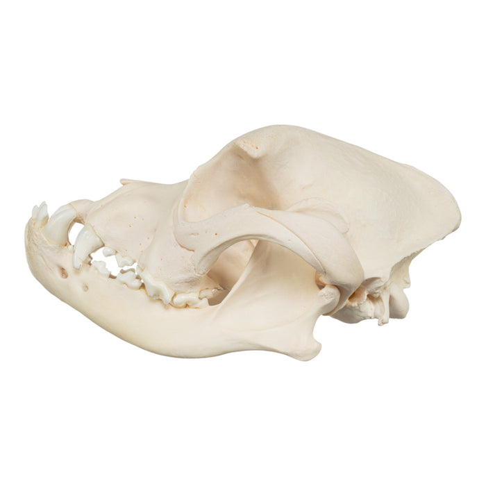 Real Domestic Dog Skull - Brachycephalic