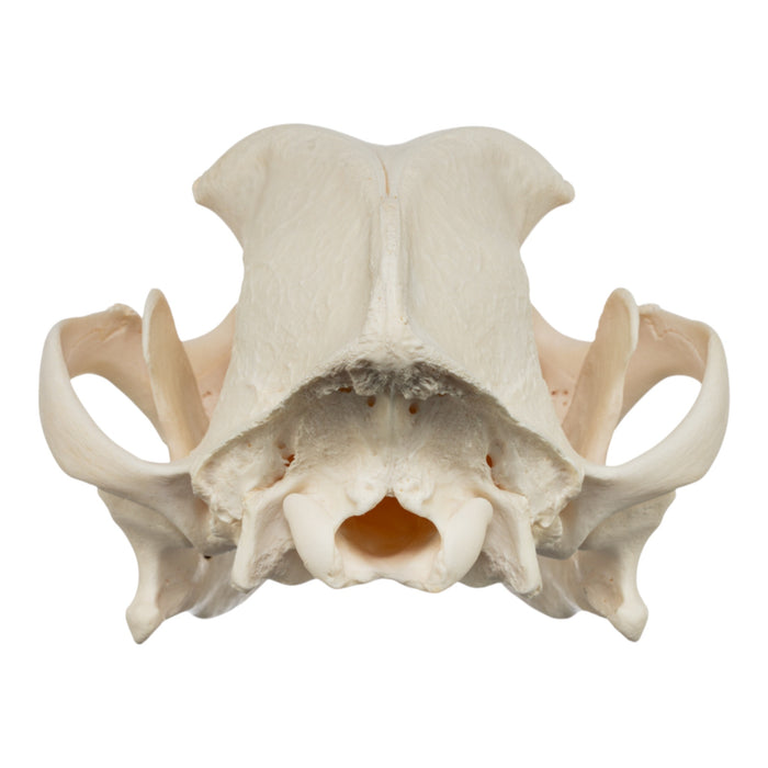 Real Domestic Dog Skull - Brachycephalic