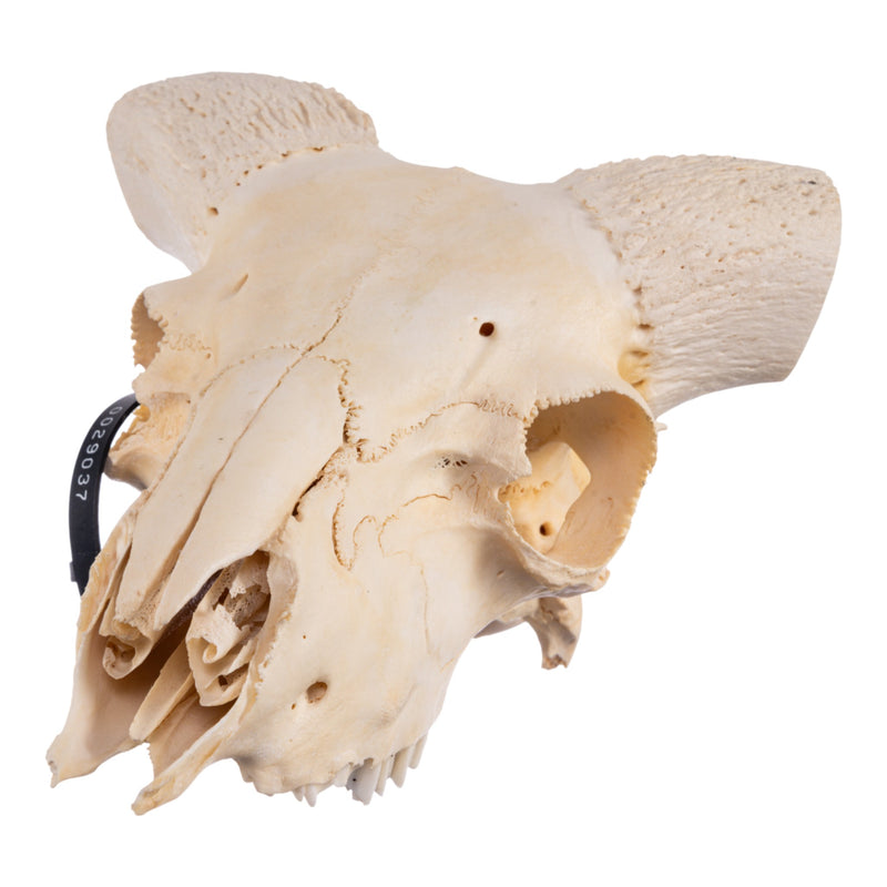 Real Domestic Ram Skull