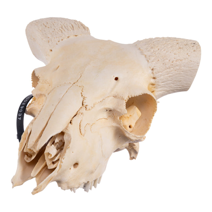 Real Domestic Ram Skull