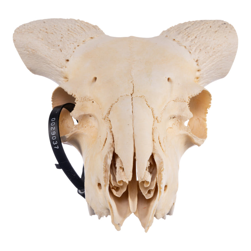 Real Domestic Ram Skull