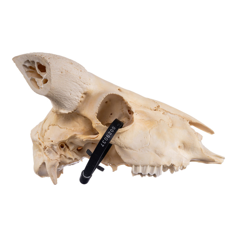 Real Domestic Ram Skull