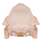 Real American Porcupine Skull - Juvenile