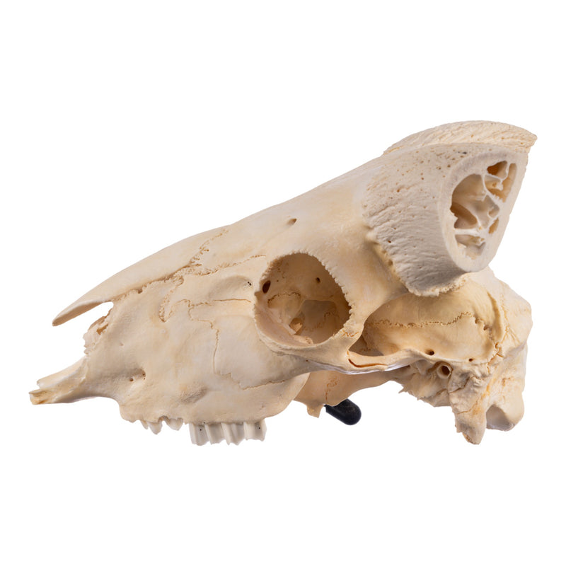 Real Domestic Ram Skull