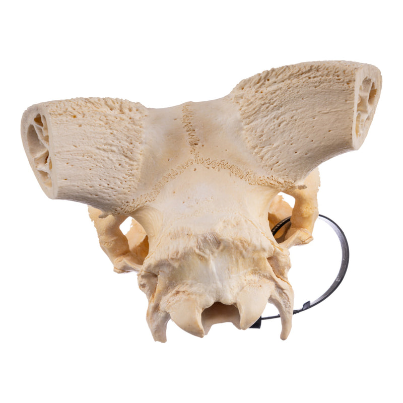 Real Domestic Ram Skull