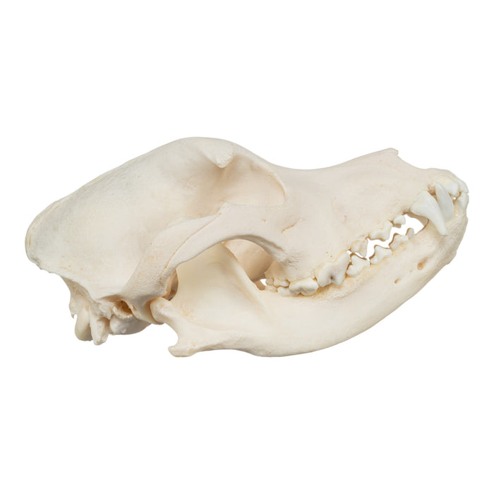 Real Domestic Dog Skull - Damaged