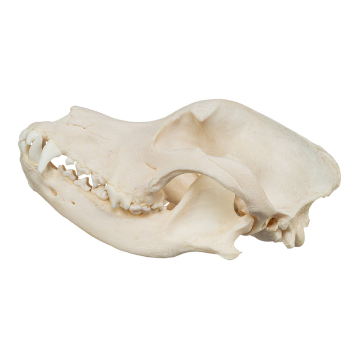 Real Domestic Dog Skull - Damaged