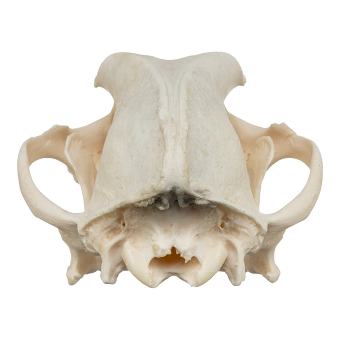 Real Domestic Dog Skull - Damaged