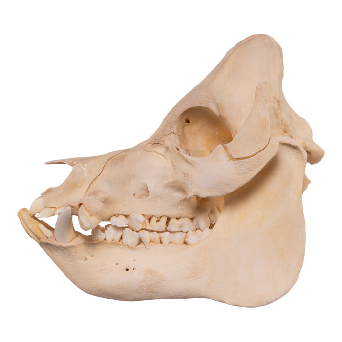 Real Pot-bellied Pig Skull