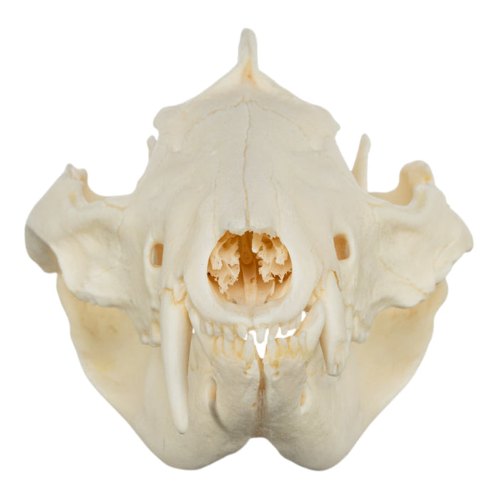 Real American Opossum Skull - Pathology
