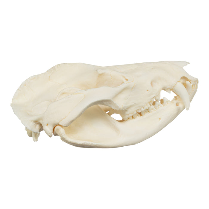 Real American Opossum Skull - Pathology