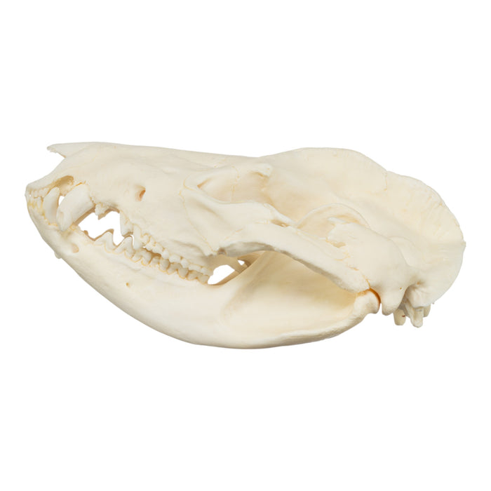 Real American Opossum Skull - Pathology