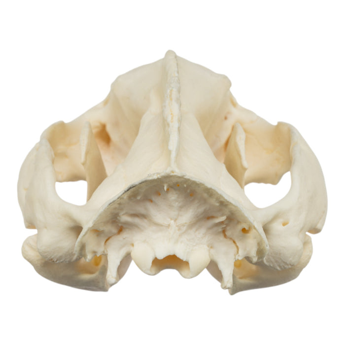 Real American Opossum Skull - Pathology