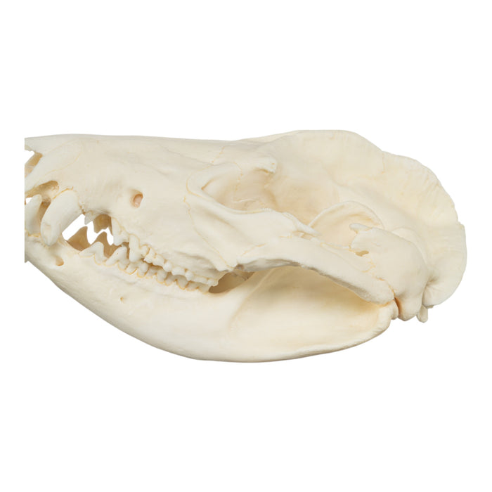 Real American Opossum Skull - Pathology
