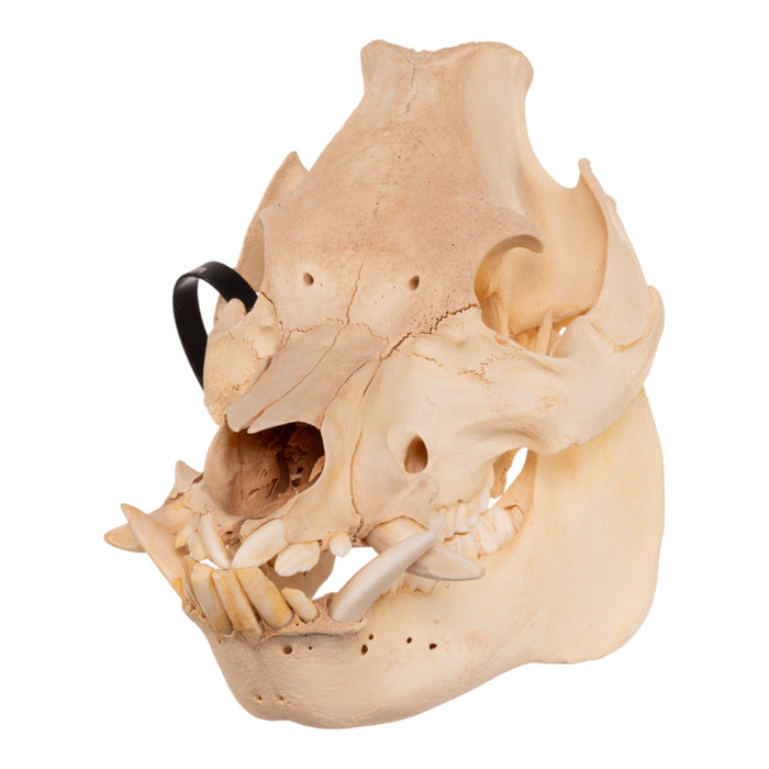 Real Pot-bellied Pig Skull
