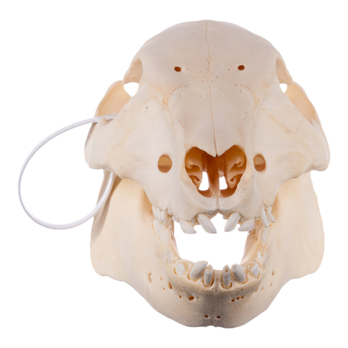 Real Potbellied Pig Skull - Juvenile