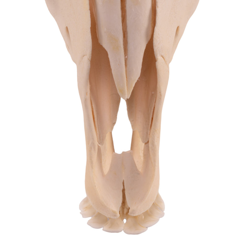 Real Gemsbok Skull with Jaw - Juvenile