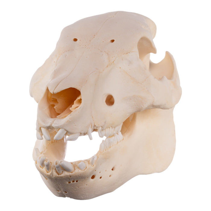 Real Potbellied Pig Skull - Juvenile