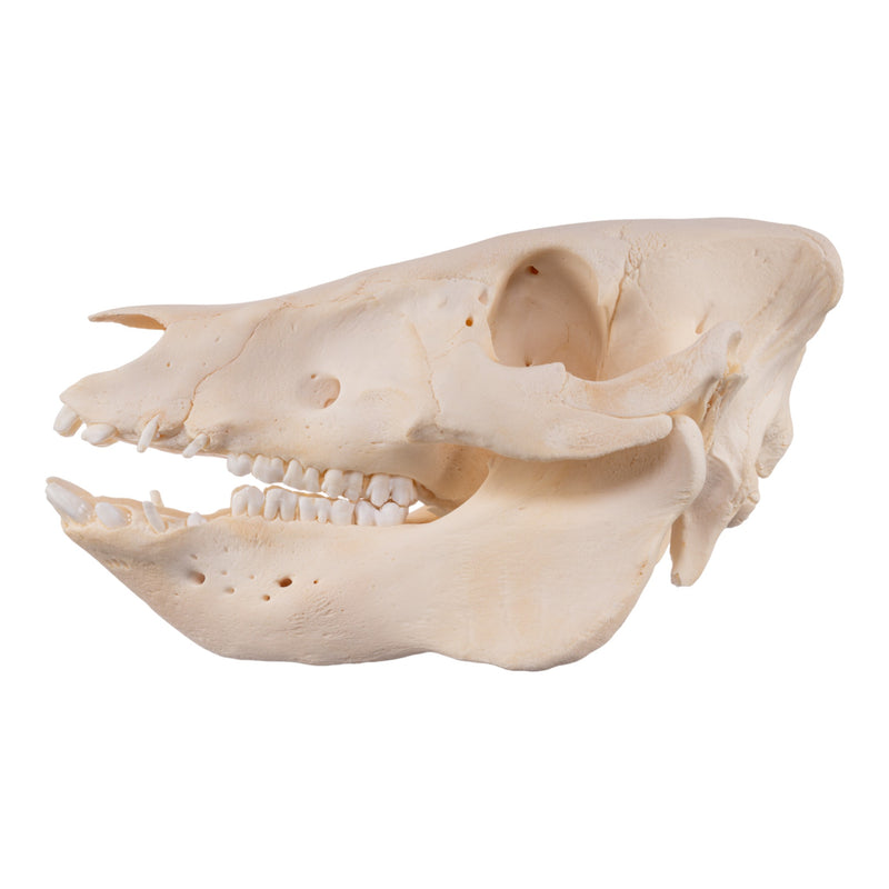 Real Potbellied Pig Skull - Juvenile