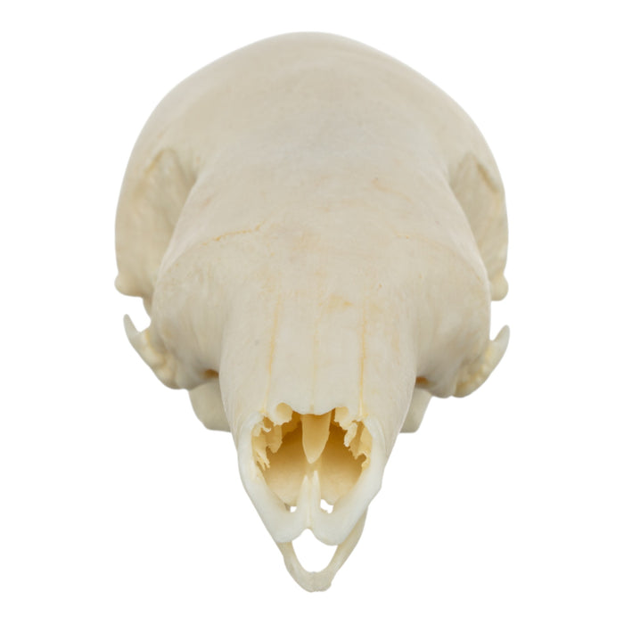 Real Tamandua Set - Skull and Claws