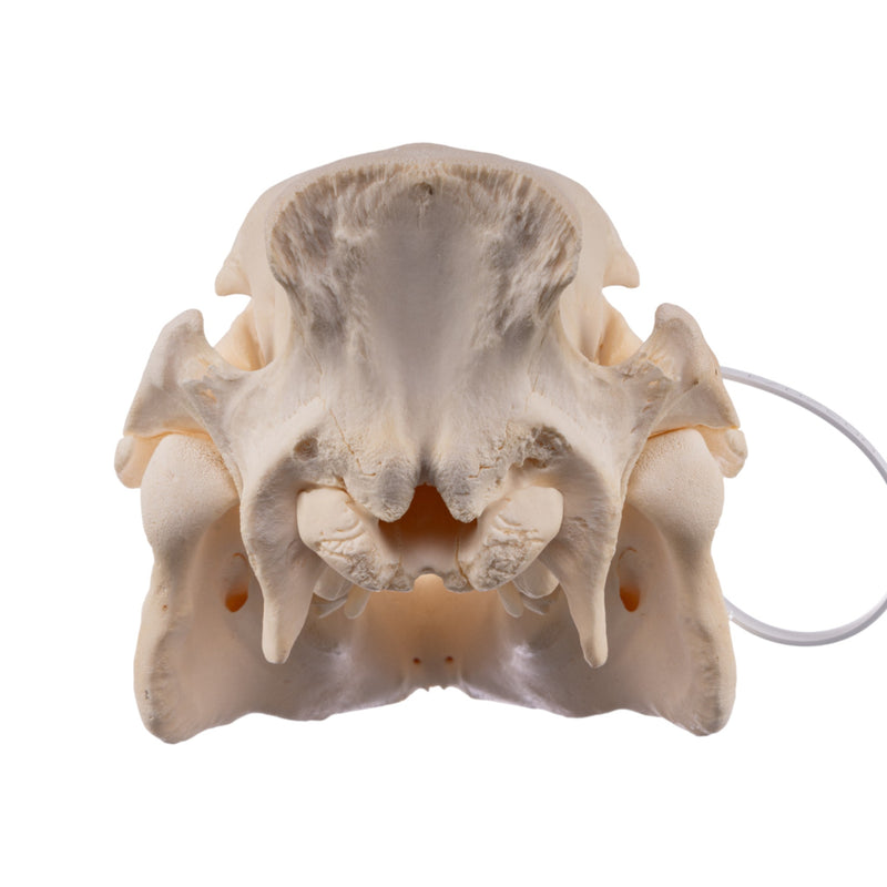 Real Potbellied Pig Skull - Juvenile