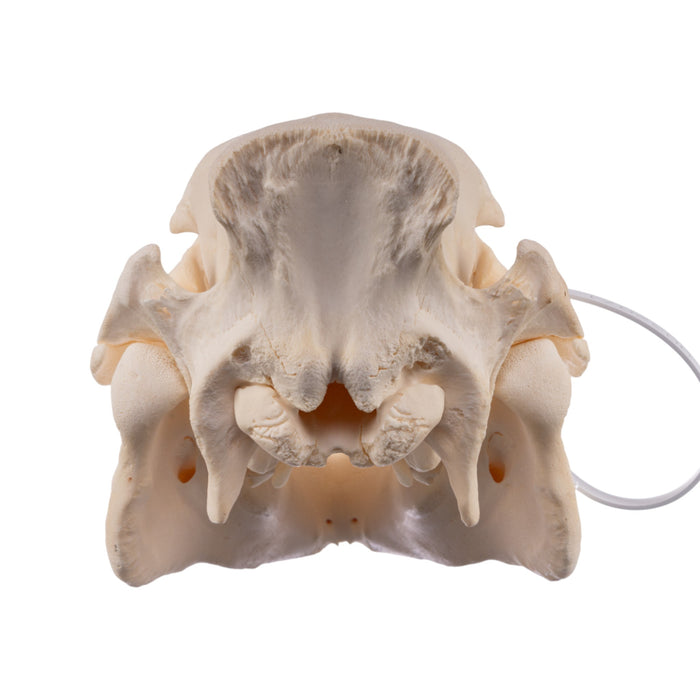 Real Potbellied Pig Skull - Juvenile
