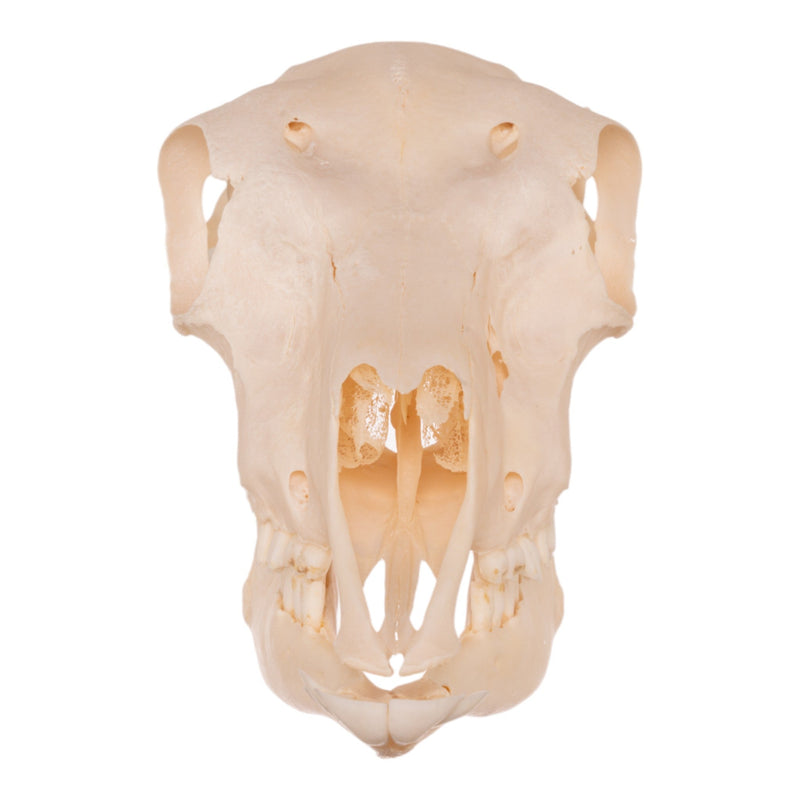 Real Blackbuck Skull - Female