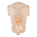 Real Blackbuck Skull - Female