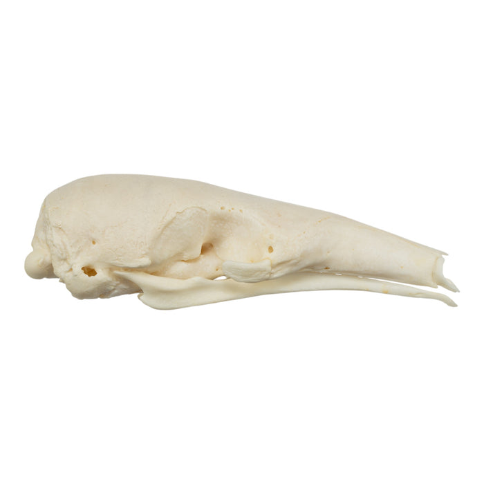 Real Tamandua Set - Skull and Claws