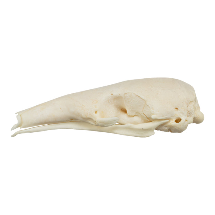 Real Tamandua Set - Skull and Claws