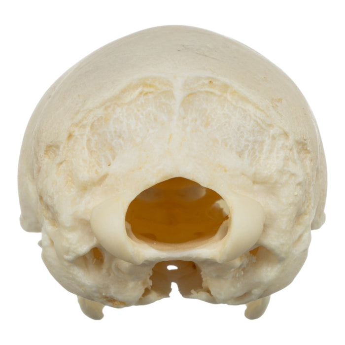 Real Tamandua Set - Skull and Claws