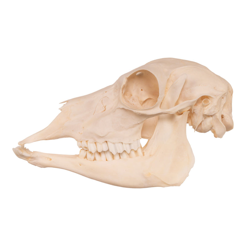 Real Blackbuck Skull - Female