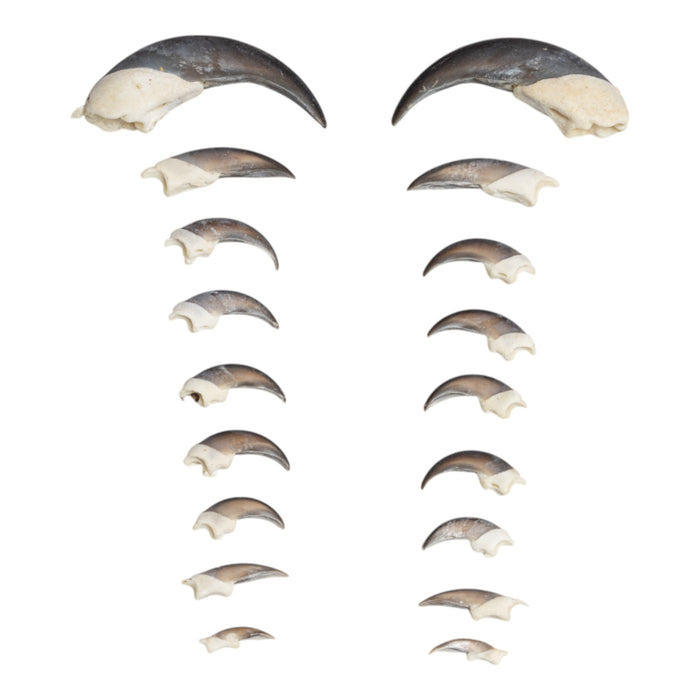 Real Tamandua Set - Skull and Claws