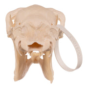 Real Blackbuck Skull - Female