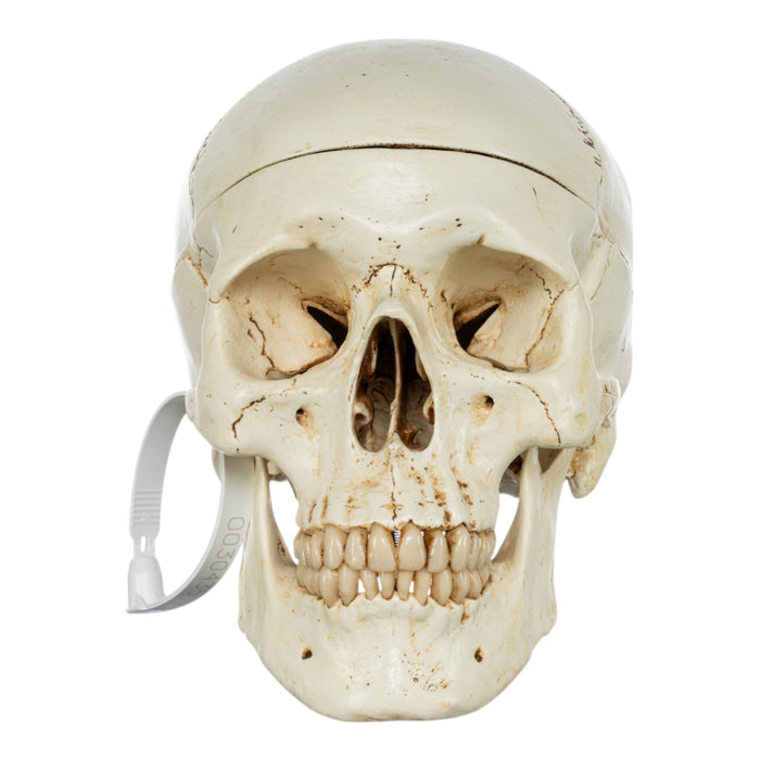 Replica Human Skull