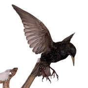 Real Starling Full Body Mount by Jaron Villemarette