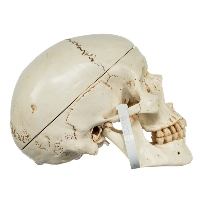 Replica Human Skull