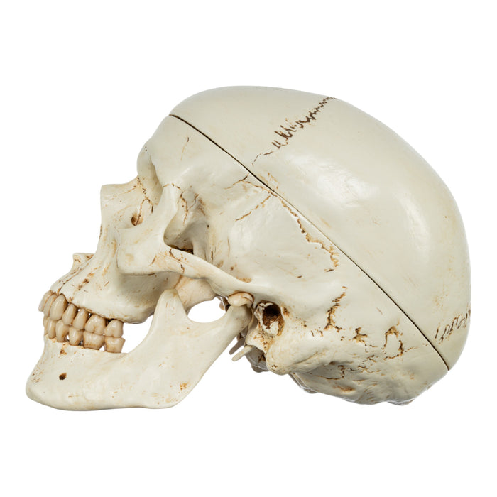 Replica Human Skull