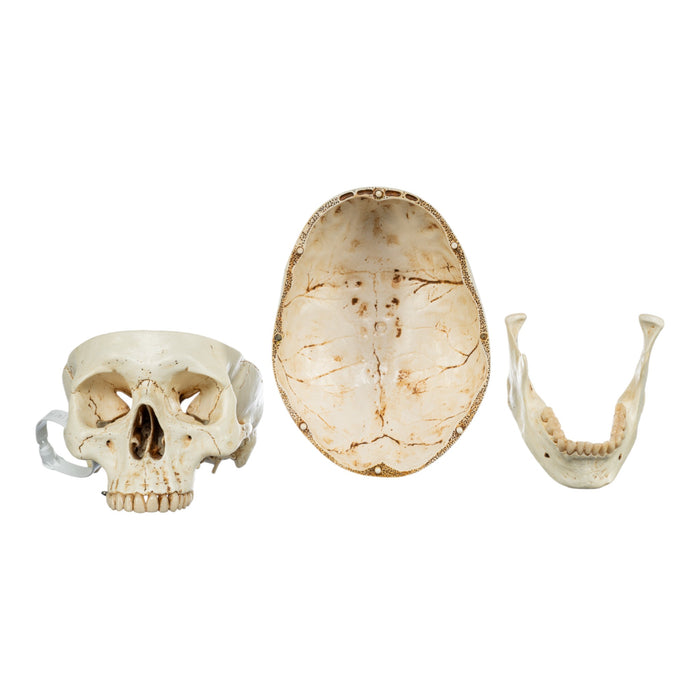 Replica Human Skull