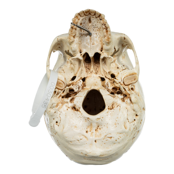 Replica Human Skull